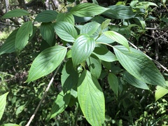 Cornus macrophylla
