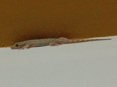 Hemidactylus frenatus