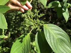 Cornus macrophylla
