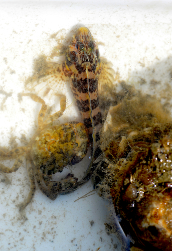Feather blenny (Hypsoblennius hentz) — Blenniidae — 5