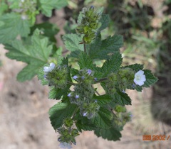 Fuertesimalva limensis