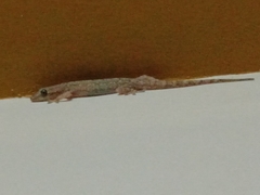Hemidactylus frenatus