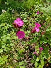 Silene dioica