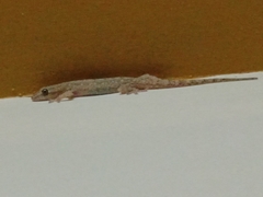 Hemidactylus frenatus