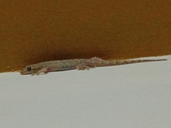 Hemidactylus frenatus