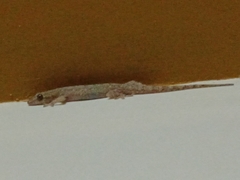 Hemidactylus frenatus