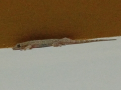 Hemidactylus frenatus