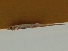 Hemidactylus frenatus