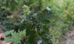 Fuertesimalva limensis