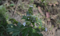 Fuertesimalva limensis