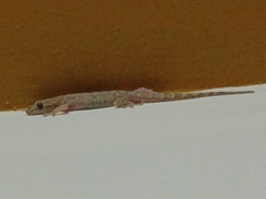 Hemidactylus frenatus