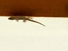 Hemidactylus frenatus