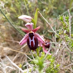 Ophrys sphegodes spruneri