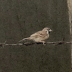 Passer montanus