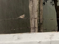 Passer montanus
