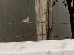 Passer montanus