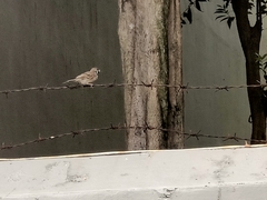 Passer montanus