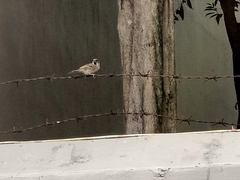 Passer montanus