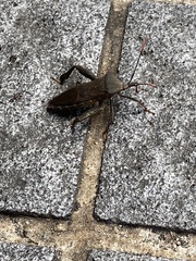 Pseudomictis distinctus