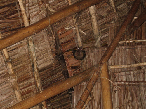 Angolan Rousette