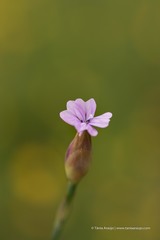Petrorhagia nanteuilii