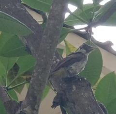 Pycnonotus aurigaster