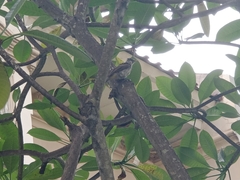 Pycnonotus aurigaster