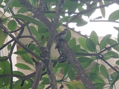 Pycnonotus aurigaster