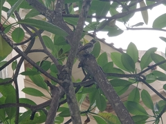 Pycnonotus aurigaster