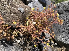 Sedum stellariifolium
