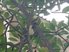 Pycnonotus aurigaster