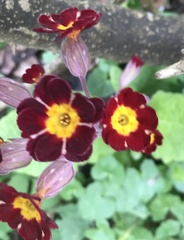 Primula × pubescens