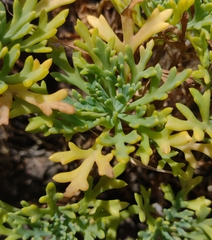 Argyranthemum frutescens succulentum