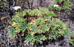 Argyranthemum frutescens succulentum