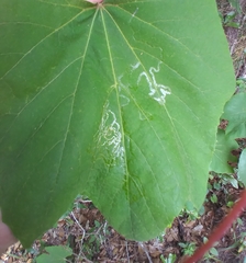 Phyllocnistis vitegenella