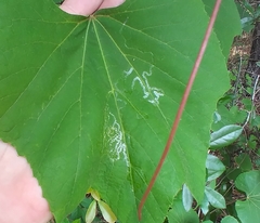 Phyllocnistis vitegenella