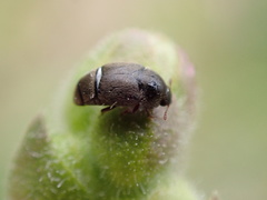 Brachypterolus antirrhini