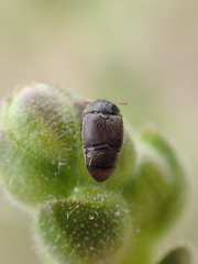 Brachypterolus antirrhini