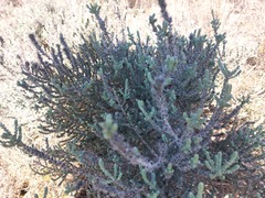 Dicerothamnus
