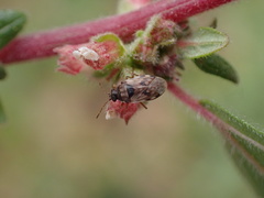 Hyalochilus ovatulus