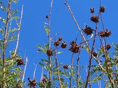Cephalotelium