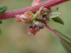 Hyalochilus ovatulus