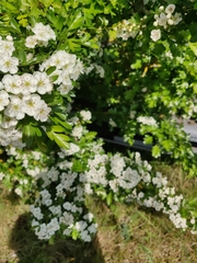 Crataegus monogyna