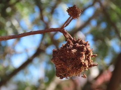 Cephalotelium
