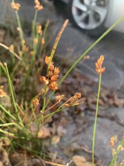 Juncus imbricatus