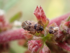 Hyalochilus ovatulus