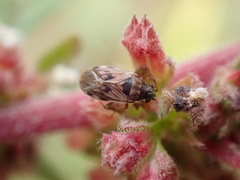 Hyalochilus ovatulus