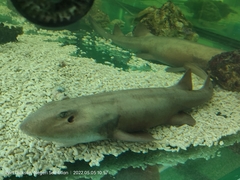 シマザメ