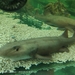 シマザメ