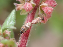 Hyalochilus ovatulus
